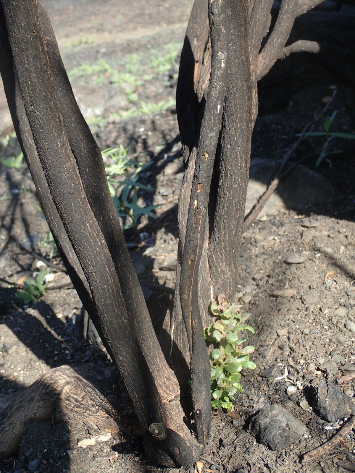 High Resolution Baccharis pilularis Fire recovery